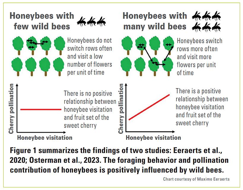 Chart showing honeybee and wild bee pollination of cherry trees