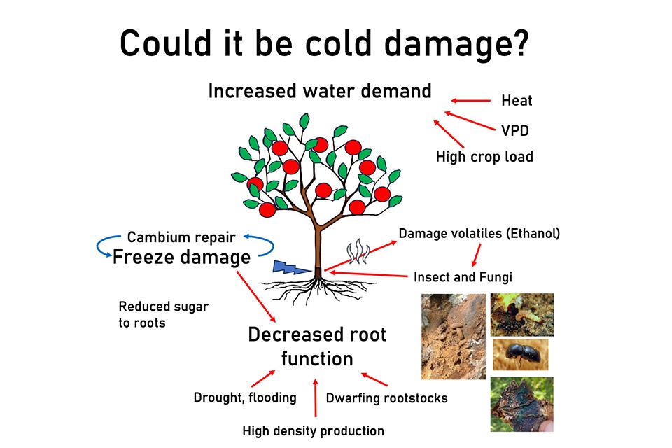 Apple tree hardiness and climate change graphic from Jason Londo of Cornell University via presentation at International Fruit Tree Association conference