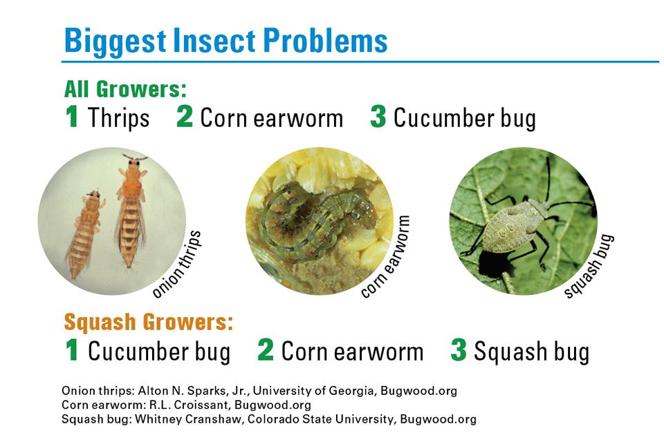 Chart of biggest insect issues for squash growers in 2023