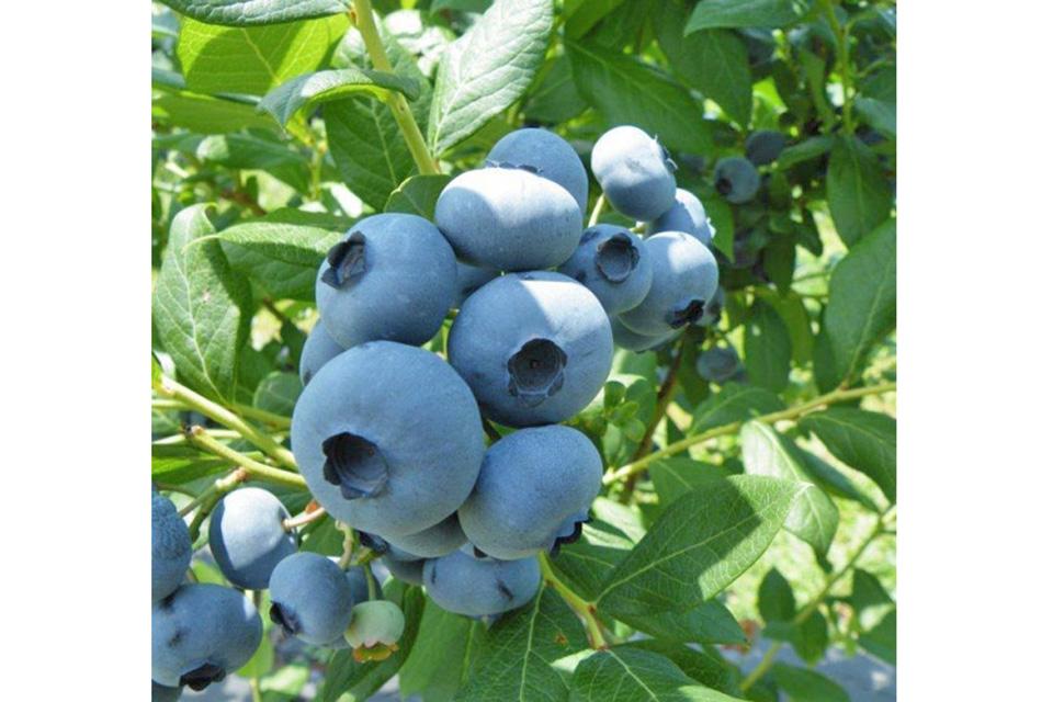 Draper blueberries