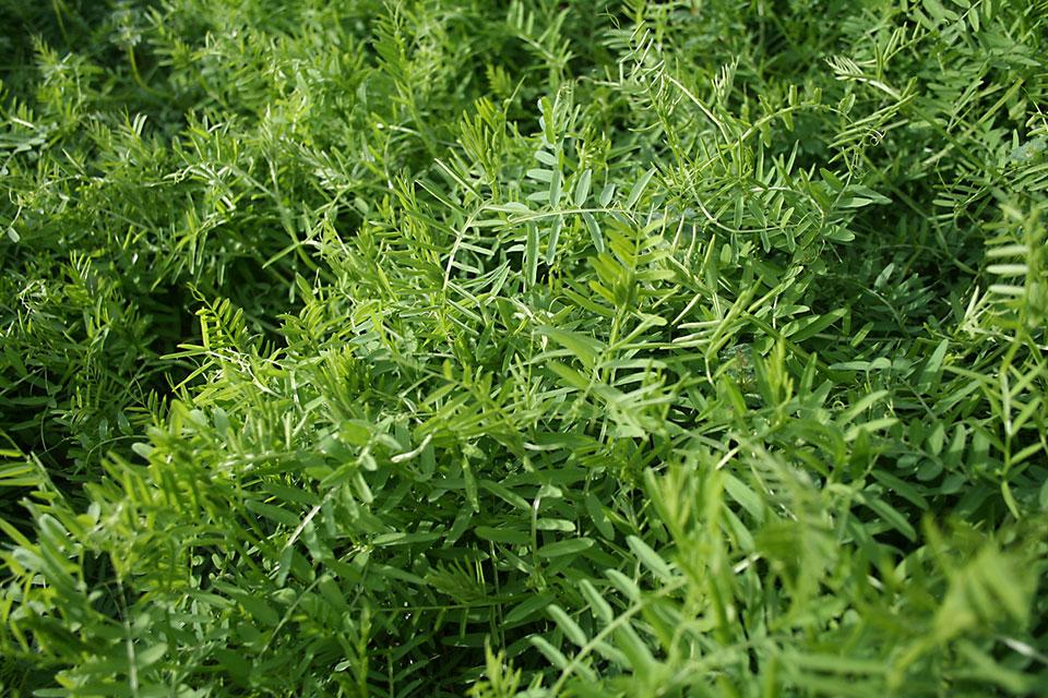 Hairy vetch cover crop