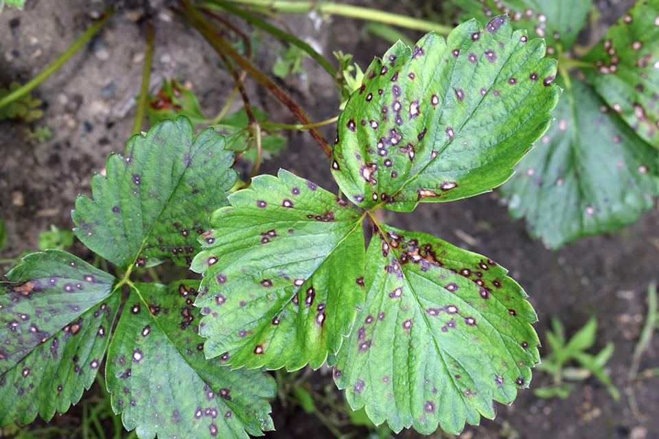 strawberry leaf spot symptoms