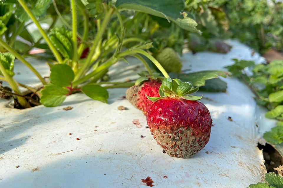 Anthracnose symptoms on strawberries