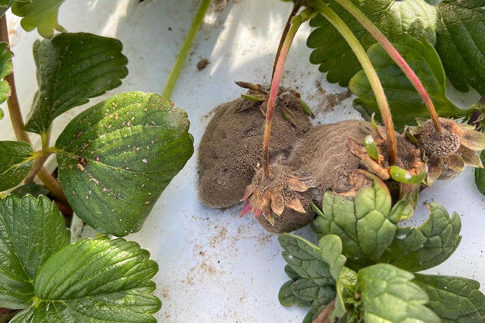 Gray mold symptoms on strawberry