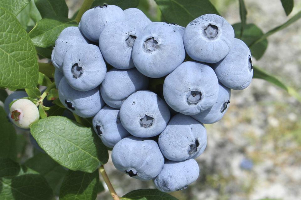 Talisman blueberries