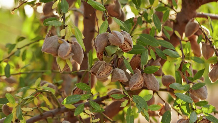 The 2024 almond crop is forecast by USDA to be the second largest in history.