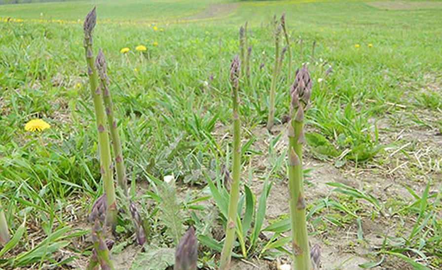 mature asparagus in field
