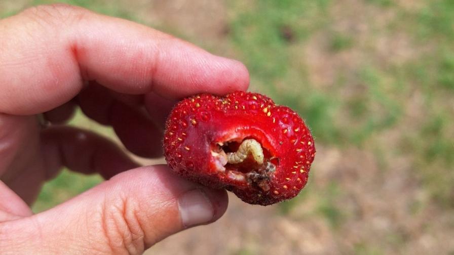corn earworm infesting strawberry