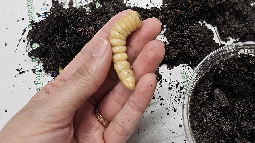 Prionus longhorn beetle grub collected from commercially grown highbush blueberry in North Carolina