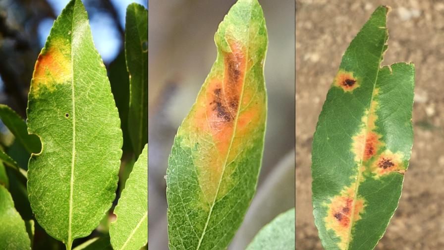 red leaf blotch symptoms on almonds