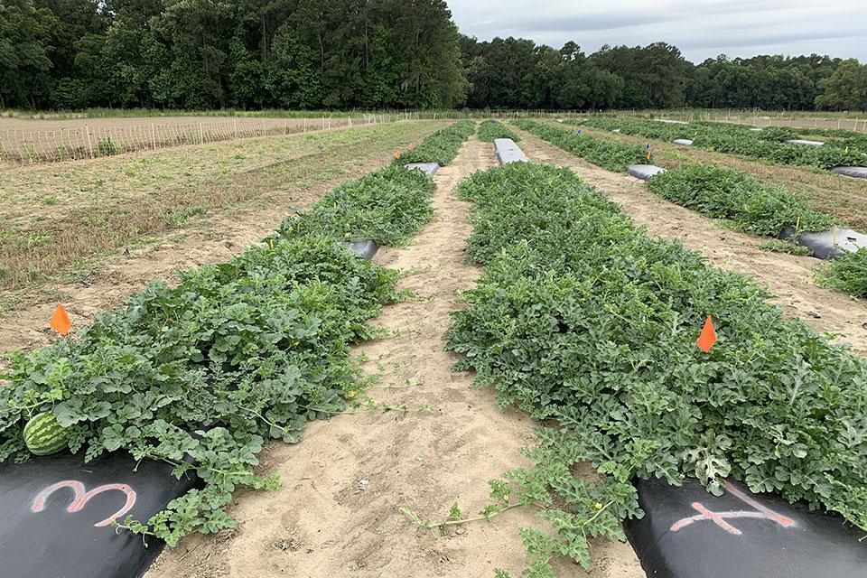 healthy grafted watermelon