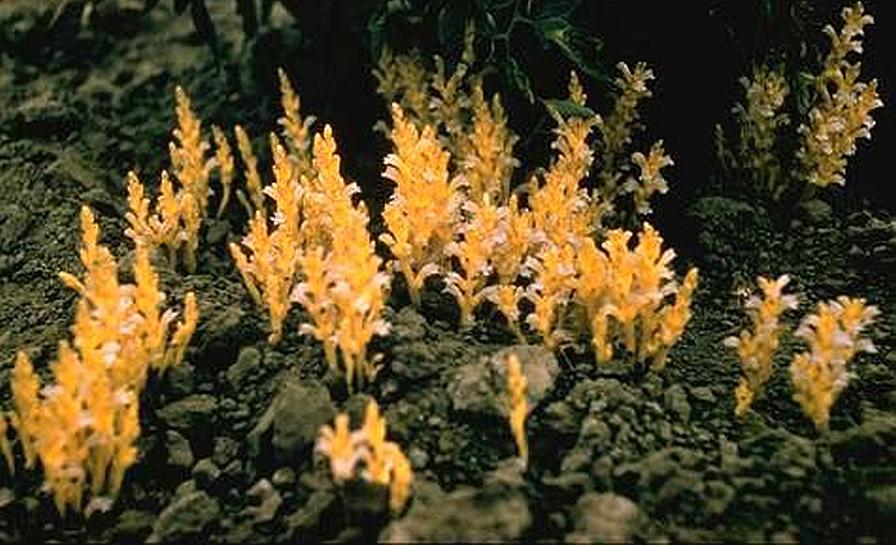 Branched broomrape mature weeds