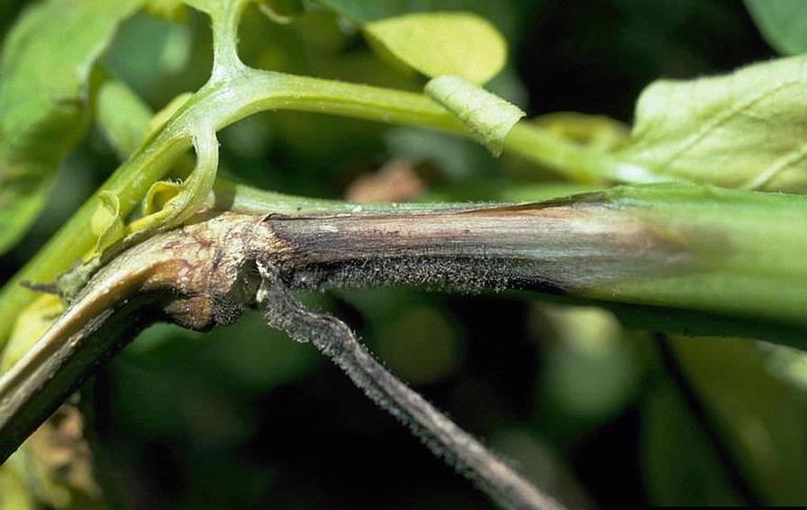 Late blight symptoms on potato plant