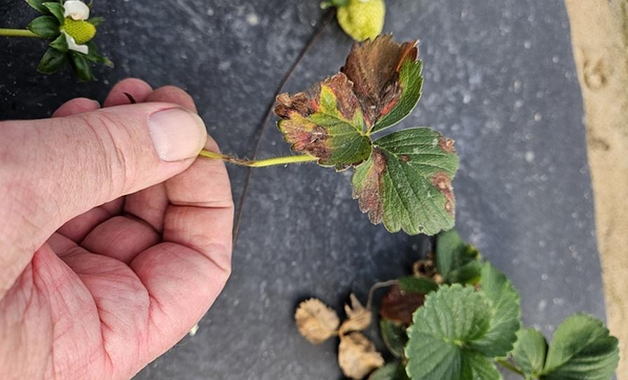 Neopestalotiopsis leaf spot symptoms on strawberry plant leaves.