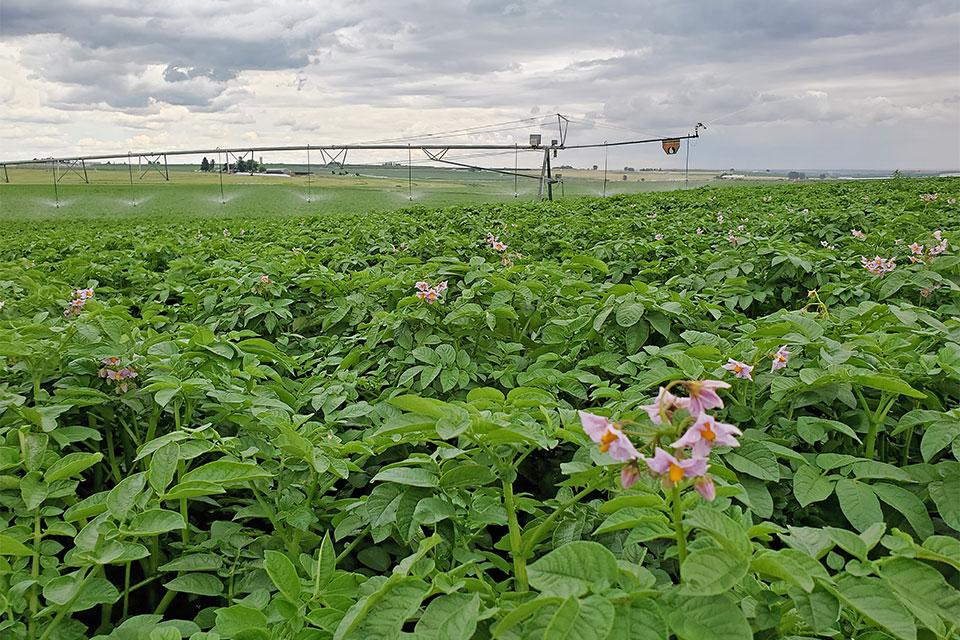 Potato field with irrigation