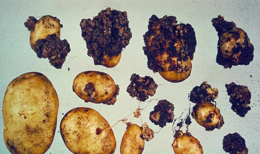 various symptoms of potato wart