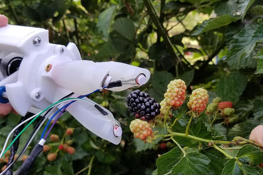 robotic blackberry picker reaching for a ripe berry.