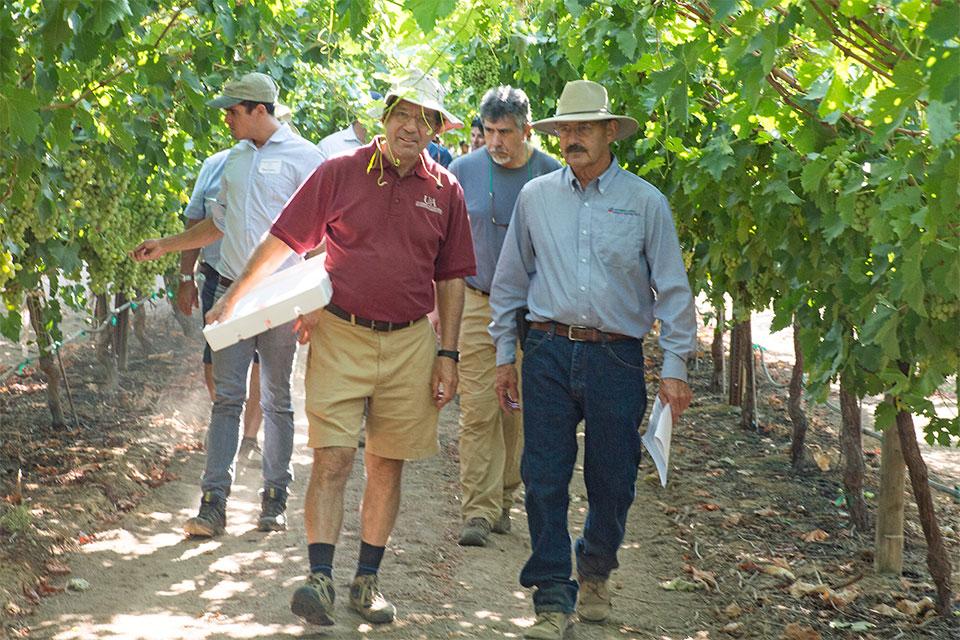 John R. Clark and David Cain of IFG checking out Cotton Candy grapes