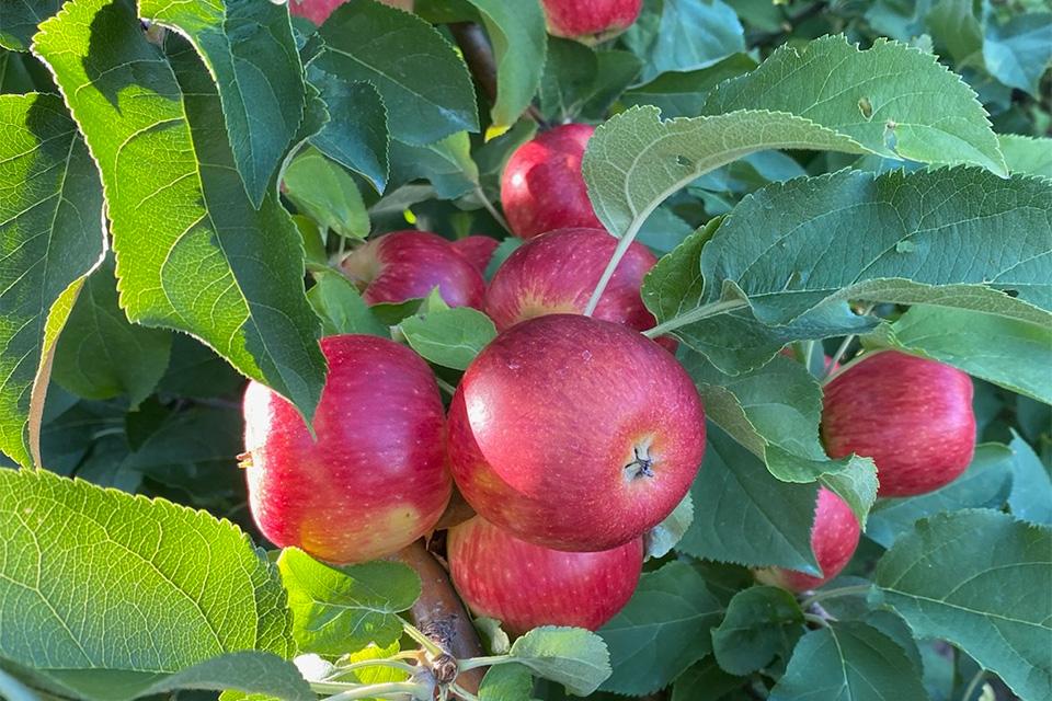 apples image to go with FDA new guidance on gene-edited crops