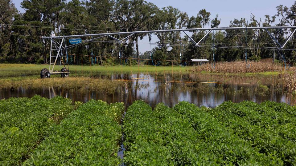 Flooded peanut field at North Florida Research and Education Center after Hurricane Debby in August