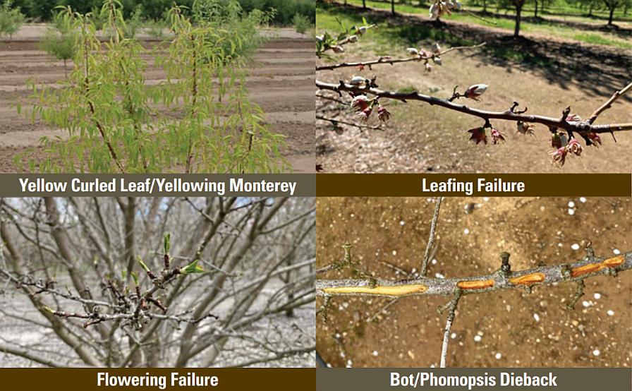 almond disease collage