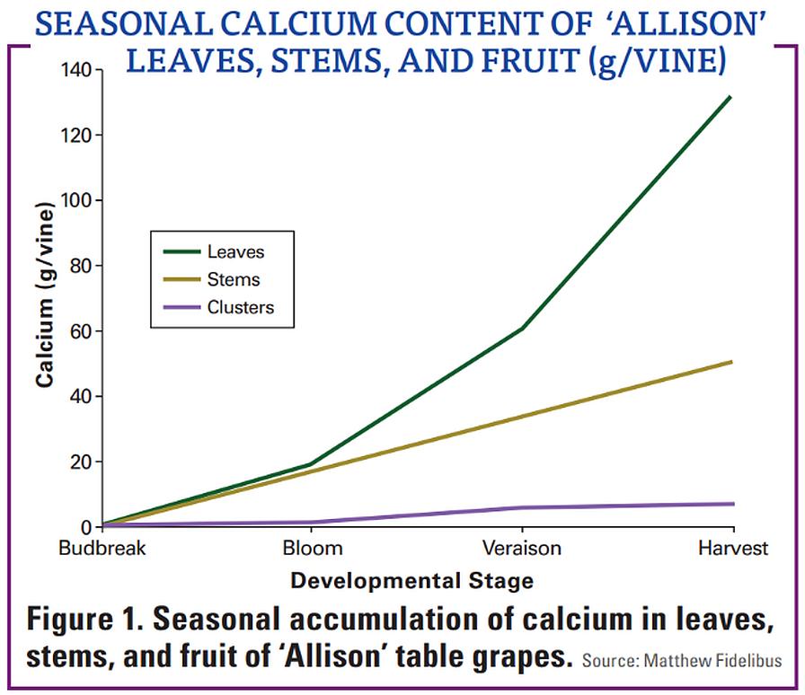 seasonal calcium content in winegrapes graphic