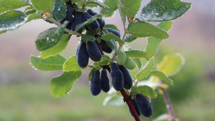 Honeyberry fruit