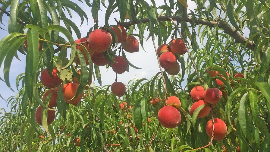 Cardinal Joy peaches