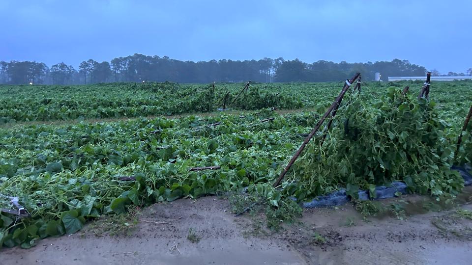 Wind-blown crops from Hurricane Helene in Georgia