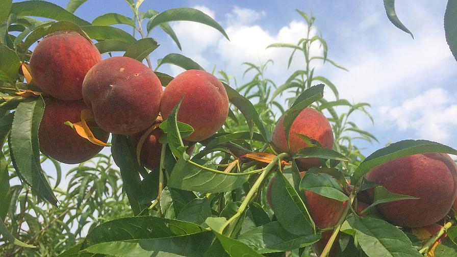 May Joy peaches