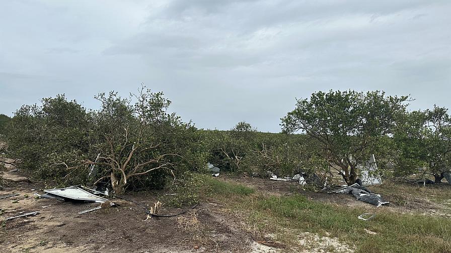 Florida citrus grove with tornado damage from Hurricane Milton