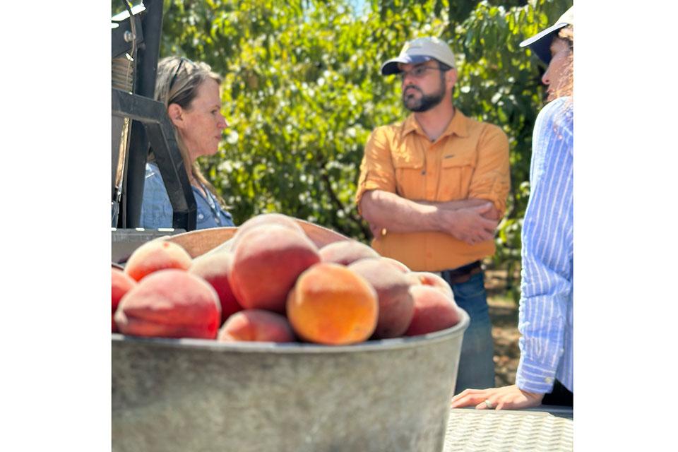 Talking postharvest issues in the orchard