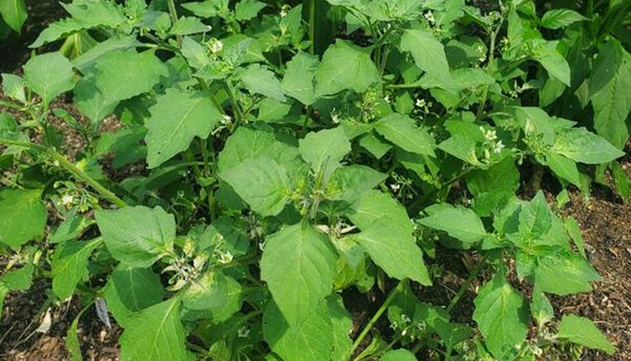 wonderberry plant in bloom