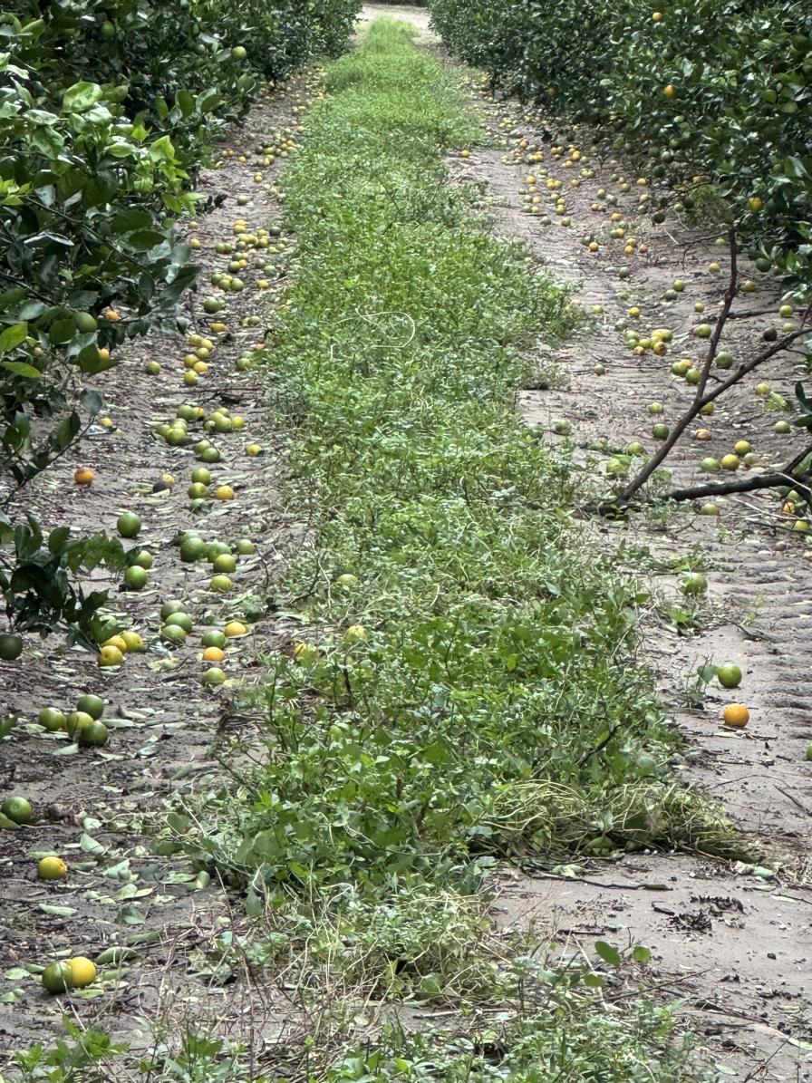 Florida citrus grove damage from Hurricane Milton