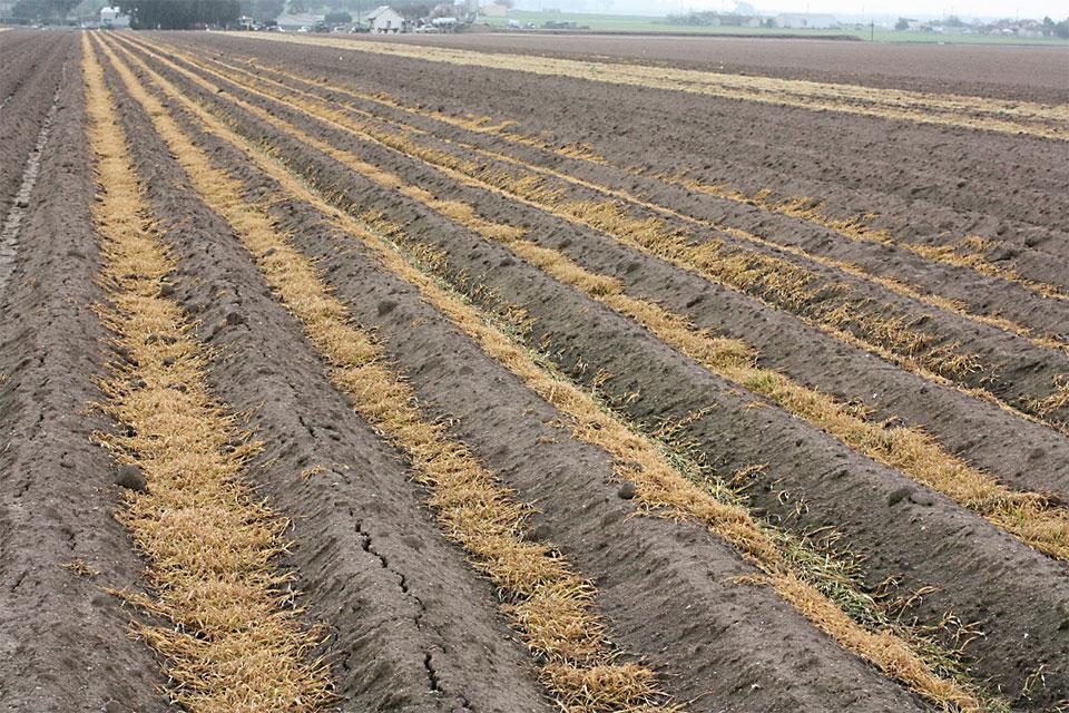 cover crops dead from herbicide