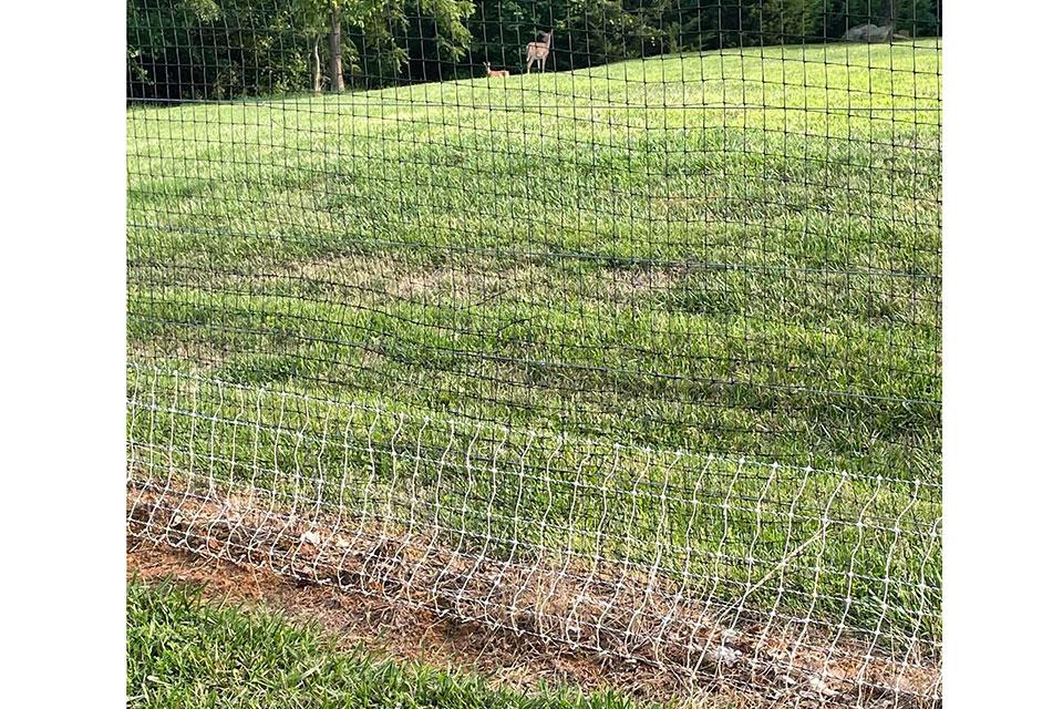 Electric mesh fence at Virginia vineyard to keep out deer