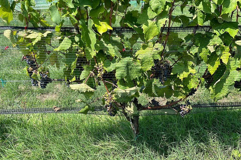 Fixed wire crop protection at Virginia vineyard