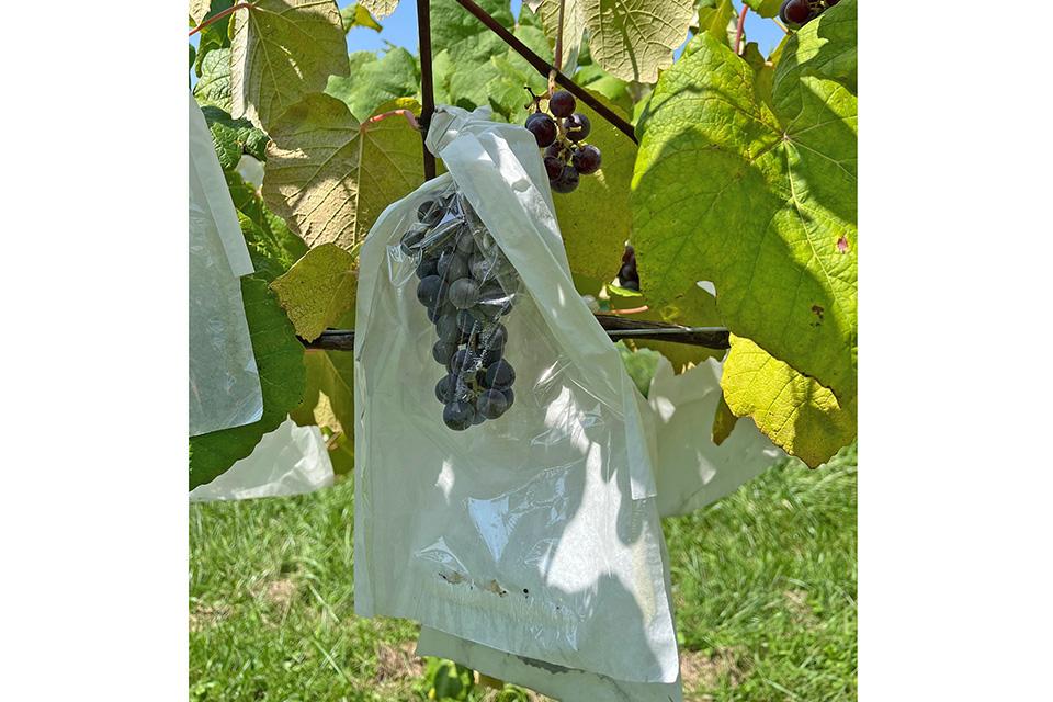 Closeup of fruit protection bag in Virginia vineyard