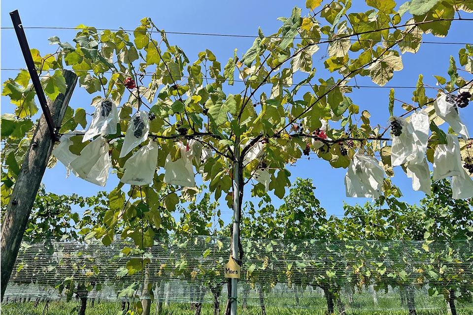 Fruit protection bags on high wire