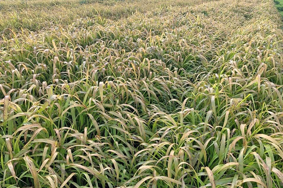 sudangrass cover crop