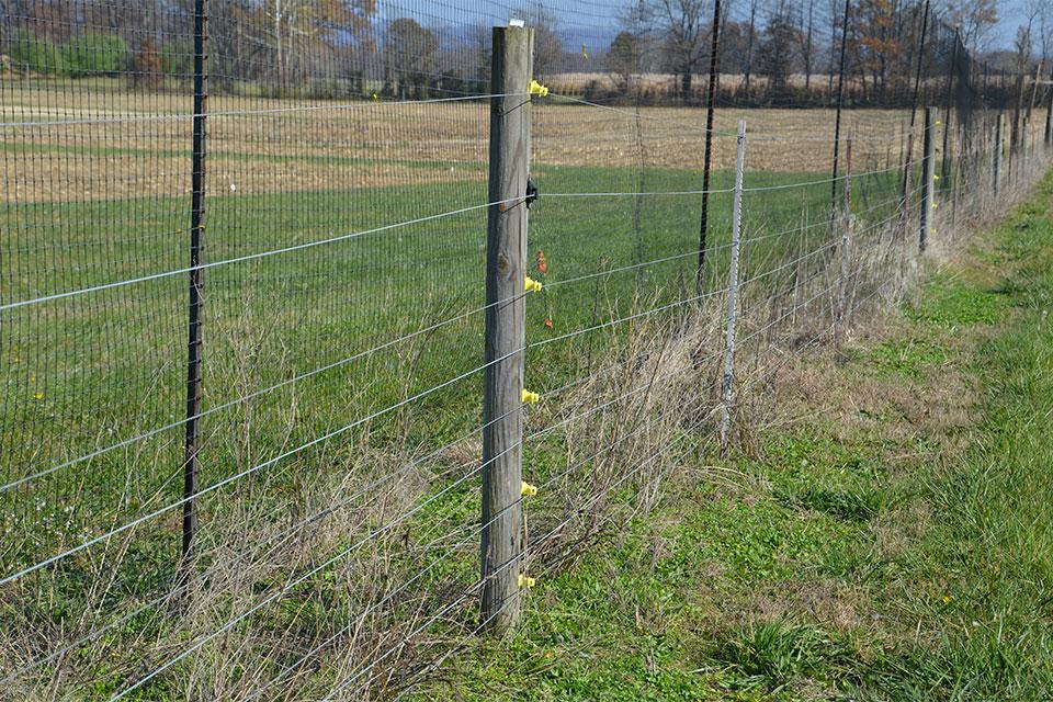 Electric fencing to keep deer out of vineyard