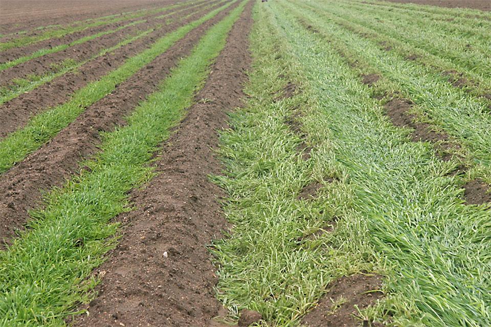 winter cover crops in the field