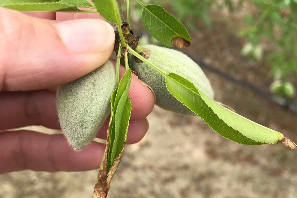 Potassium deficiency symptoms on almond