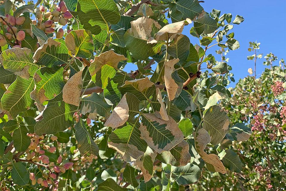 potassium deficiency symptoms on pistachio