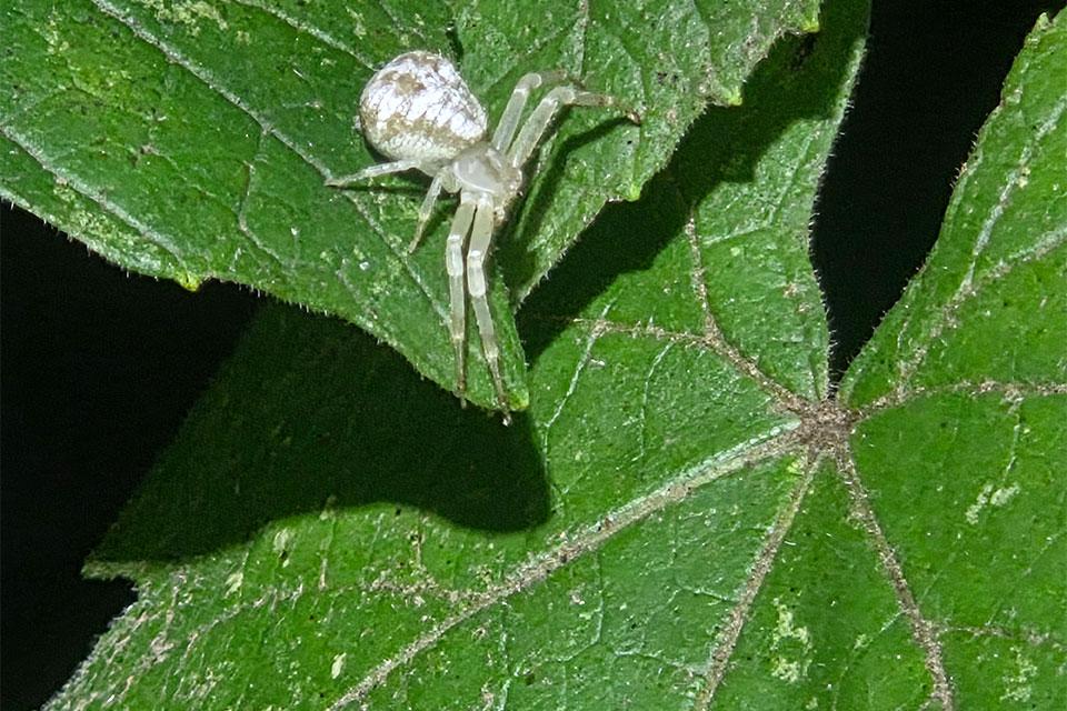 crab spider on the hunt