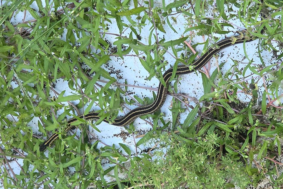 friendly snake on the hunt in the high tunnel