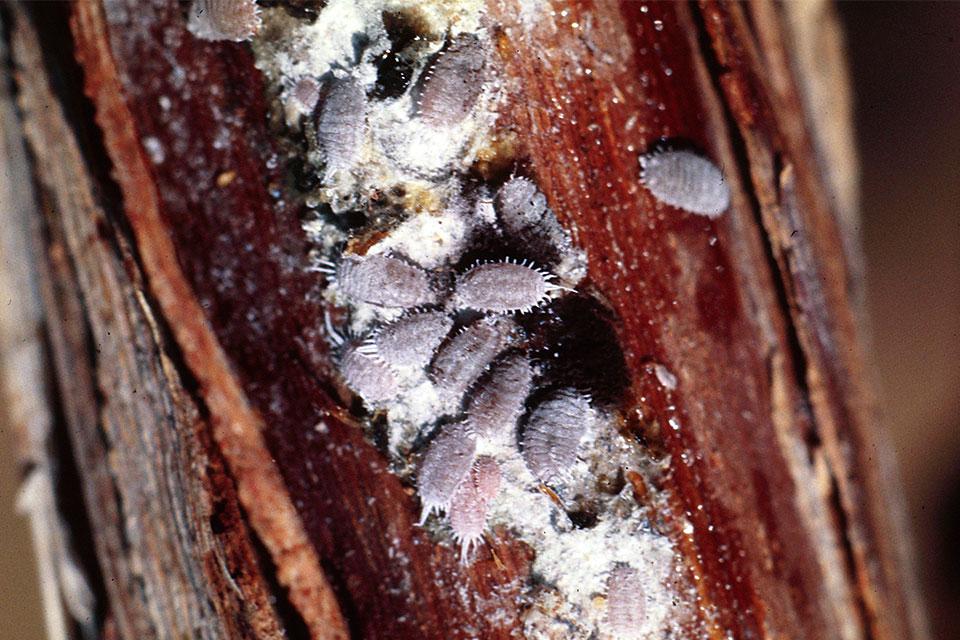 Pheromones at Heart of Anti-Love Connection for Grape Mealybugs ...